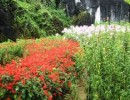 Hàm Rồng- Núi hoa bốn mùa ở SaPa